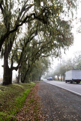 Plakat oak lined road
