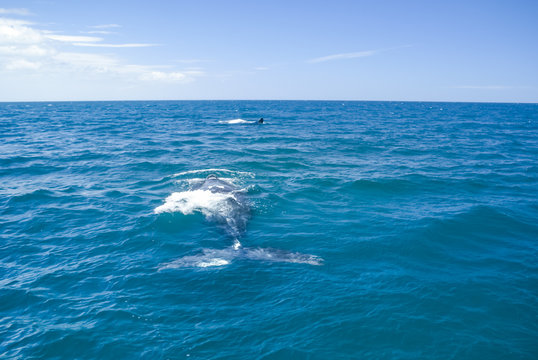 Whales in Argentina