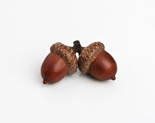 Acorns on a white background © vladi59