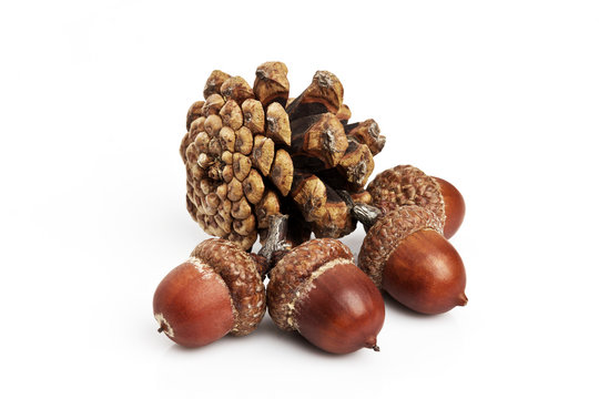 Pine cones and acorns on a white background