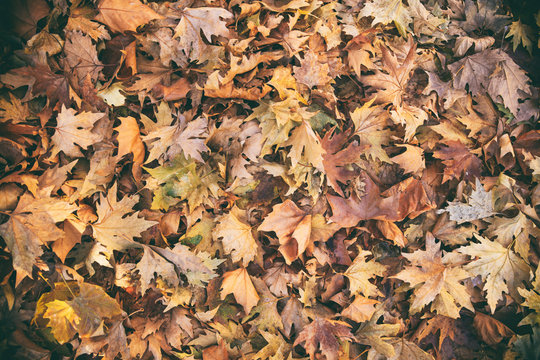 Dried maple leaves background