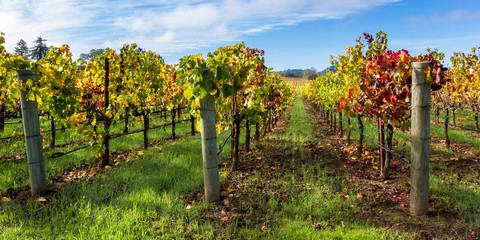 Naklejka premium colorful vineyard in autumn