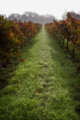 Fototapeta na wymiar autumn vineyard in the morning