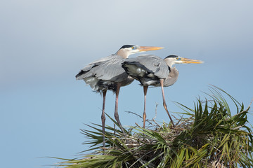 Two great blue herons on nest