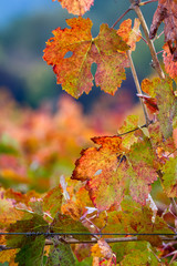 yellow leaves with morning due
