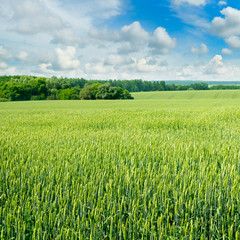 field and blue sky with light clouds