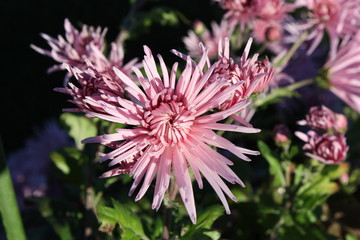 Pink chrysanthemum blossoms