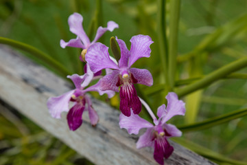 wild violet orchid