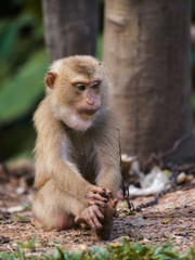 Naklejka premium Monkey in human captivity. Held by chain.