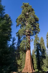 Zelfklevend Fotobehang Bomen Giant sequoia tree
