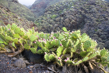 Barranco La Palma