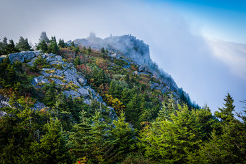 Pine trees and rocky summit, at Grandfather Mountain, North Caro