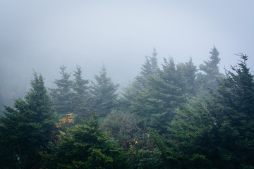 Pine trees in fog, at Grandfather Mountain, North Carolina.