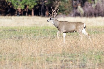 mule deer in Yosemite