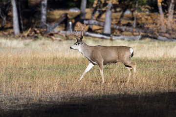 mule deer in Yosemite