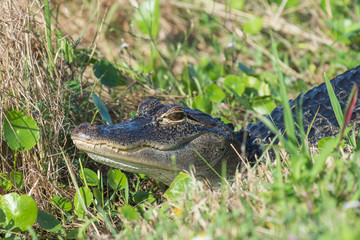 Young American Alligator