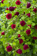 purple roses on green foliage background