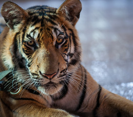 Closeup portrait of a Little Indo-Chinese  tiger, Thailand, Tiger Temple