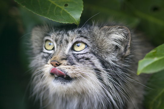 Pallas cat (Otocolobus manul) close-up, controlled conditions, Kent