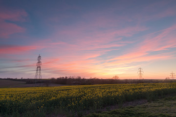 Cambridgeshire Canola Field At Sunset