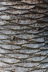 Closeup texture of palm tree