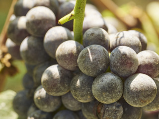 Nebbiolo Grapes on the vine, Barolo, Italy