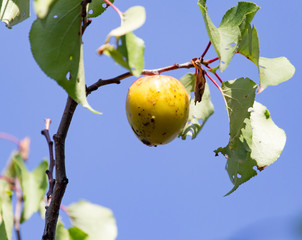 ripe apricots on the tree in nature