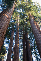 Fototapeta premium looking up at giant trees