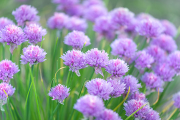Fototapeta premium Flowers of chives onion