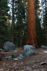 Fototapeta premium Base of a giant sequoia