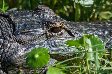 wild alligator close up
