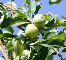 green apple on the tree