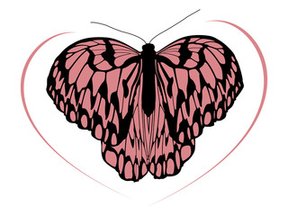 Hight quality traced butterfly 1