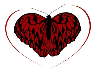 Hight quality traced butterfly 2