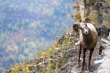 Naklejka premium Owca wielkoroga w Montanie