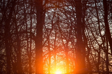sundown in the winter forest background