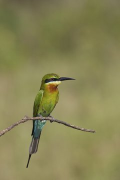 Blue-tailed Bee-eater (Merops philippinus), Uda Walawe National Park, Sri Lanka