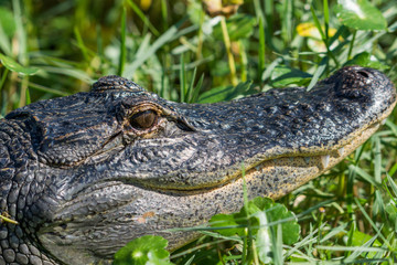 Wild american alligator
