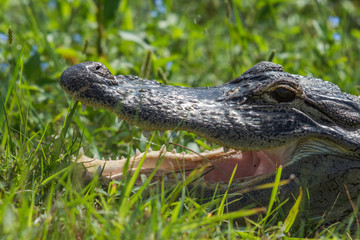 Wild american alligator