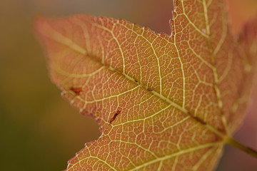 Obraz premium closeup of a maple leaf in autumn