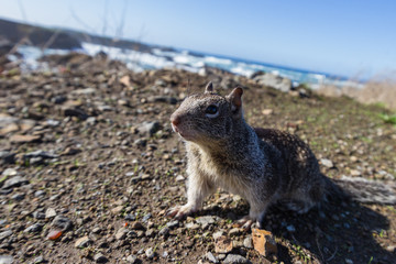 coastal ground squirrel