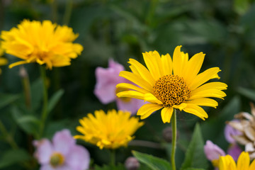 Yellow flower. Czech Republic