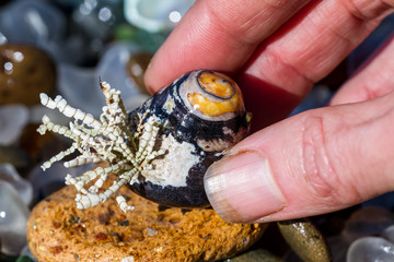 marine life in Glass Beach, California