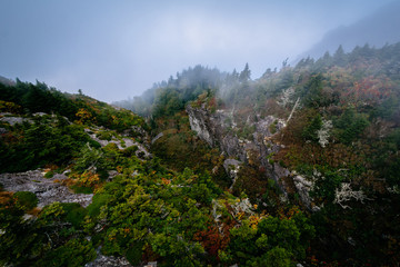 Trees and rocky slopes in fog, at Grandfather Mountain, North Ca