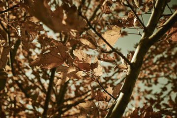 Obraz premium Fall color, York, Pennsylvania, USA