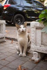 Funny cat on the street, autumn.