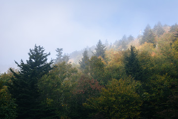 Trees in fog, at Grandfather Mountain, North Carolina.