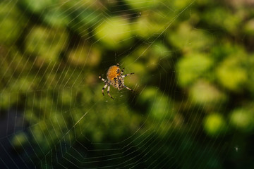 Spider on web. Czech Republic