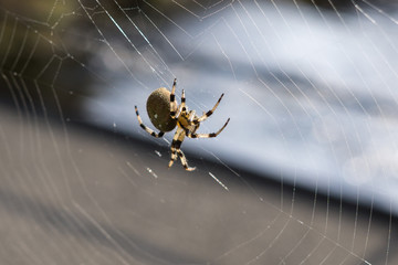 Spider on web. Czech Republic