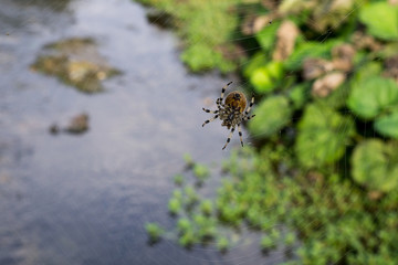 Spider on web. Czech Republic